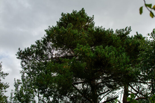 Scotch pine tree Pinus sylvestris under a cloudy overcast autumn sky