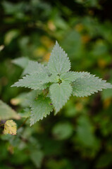 Stinging nettle plant Urtica dioica green leaves in wild forest nature © Angela