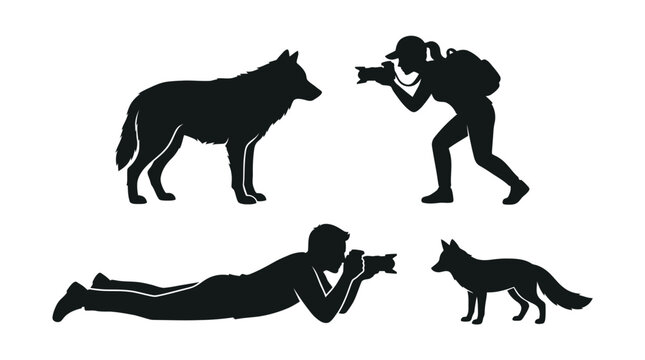 Professional wildlife photographers taking high quality pictures of wild wolf and fox in silhouette style graphic