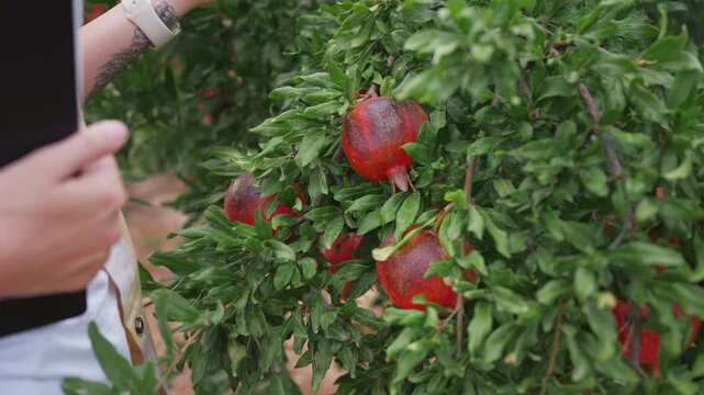Agronomist examining a damaged pomegranate fruit on a tree while recording observations on a tablet, documenting crop health and possible plant disease during agricultural field research.