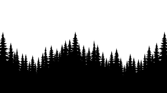 Dramatic silhouette of a dense pine forest against a bright white sky creating a stark contrast