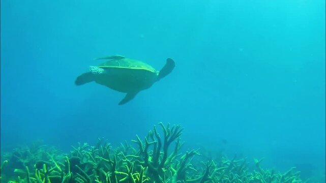 View of a sea turtle swimming gracefully over a vibrant coral reef in the clear blue waters of Pulau Derawan, Berau, East Borneo, Indonesia.