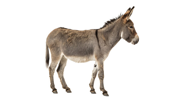 Single grey domestic donkey animal standing isolated on transparent background