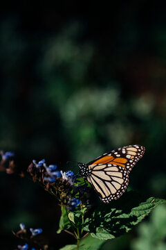 Mariposa Monarca Michoac&aacute;n