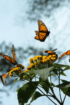 Mariposa Monarca Michoac&aacute;n