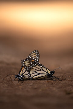 Mariposa Monarca Apareamiento Michoac&aacute;n