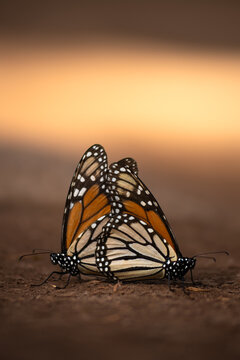 Mariposa Monarca Michoac&aacute;n