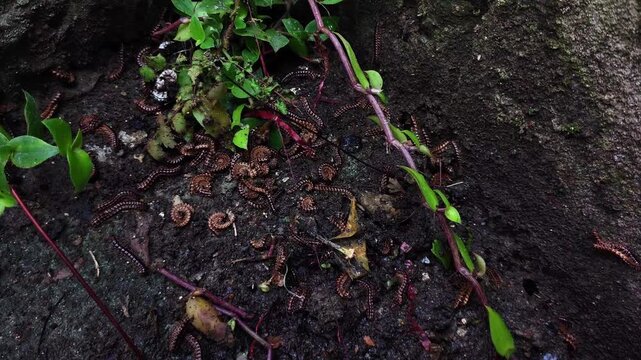 Colony of millipedes crawling on a rock in a humid forest, some curled up in a defensive position