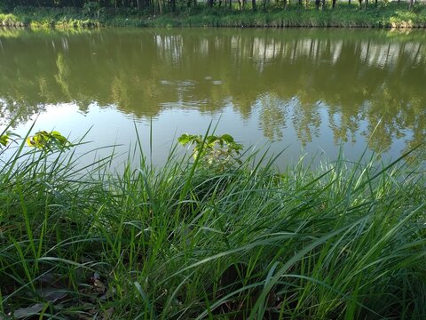 Imperata cylindrica or Cogon grass (Blady grass) grows abundantly on the edge of a lake. Herbal plants. Nature background