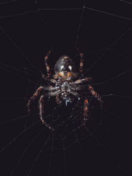 A view underneath a Walnut Orbweaver spider 'Nuctenea umbratica' on it's web