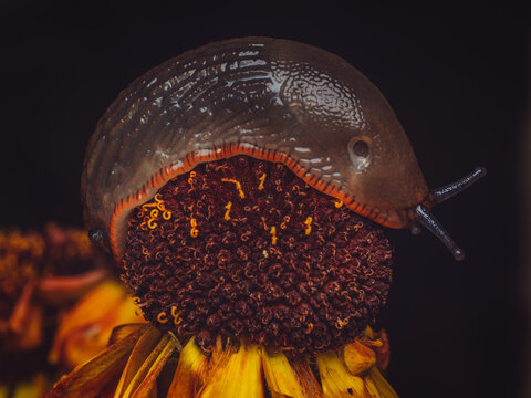 A small slug on top of a Helenium flower