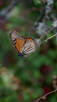 Mariposa Monarca Michoac&aacute;n