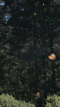 Bosque Mariposa Monarca Michoac&aacute;n