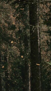 Bosque Mariposa Monarca Michoac&aacute;n