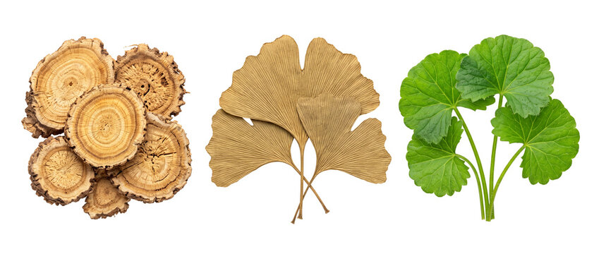 Herbal medicine ingredients ginkgo biloba leaves, dried root slices, and fresh gotu kola leaves isolated on black background for natural health supplements, alternative wellness remedy, and TCM.