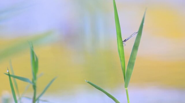 Freshly emerged immature female Blue-tailed damselfly perched on a Common reed leaf shaken by the breeze at the edge of a pond. Ischnura elegans, Phragmites australis, r&eacute;gion Centre, France, Europe