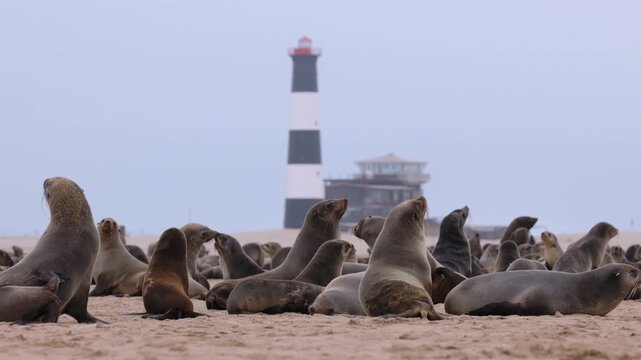 View of a large colony of Cape fur seals resting on the sandy beach at Pelican Point with the historic lighthouse in the background in Walvis Bay, Namibia.