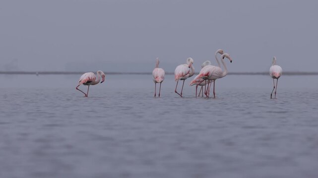 View of a group of flamingos standing in the shallow waters of the lagoon at Pelican Point in Walvis Bay, Namibia.