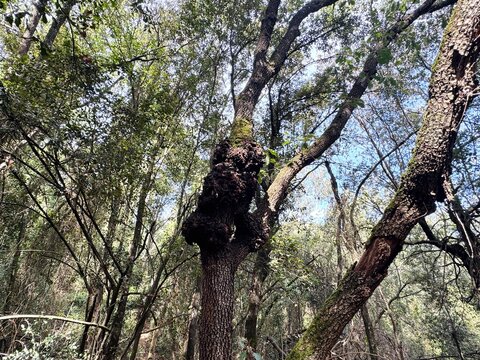 Tree trunk with large burl growth in forest