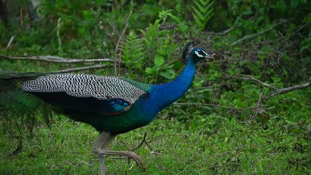 peacock in the park, peafowl, wildlife 