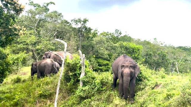 Asian Elephant group with calf browsing shrubland, Bandipur