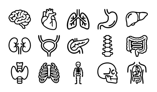 Untitled design - 2 Medical Anatomy Line Icon Set &ndash; Internal Organs, Brain, Heart, Lungs, Spine, Skeleton and Skull Vector Collection