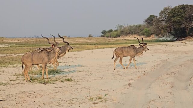 Kudu crossing 