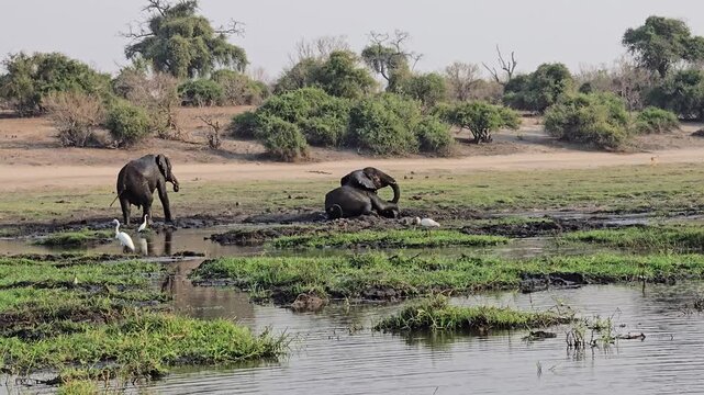 Elephant mud bath