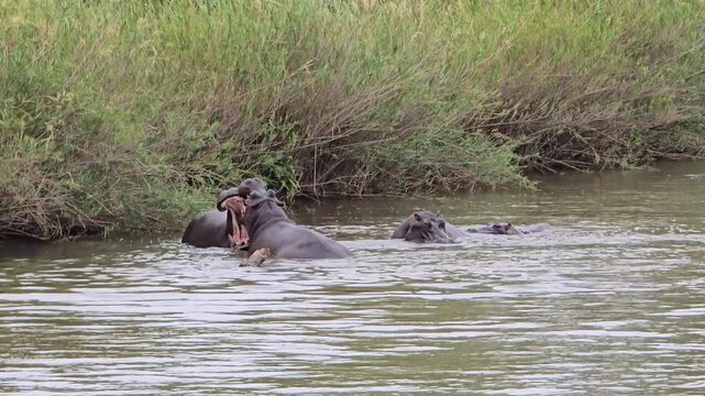 hippopotamus fighting in the river