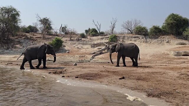 Elephants fighting