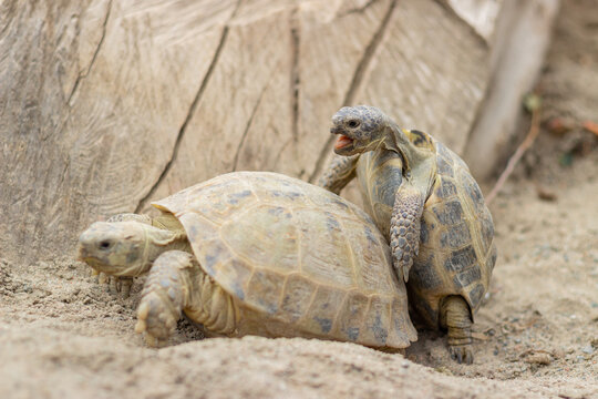 Close-up of mating Central Asian tortoises (funny shot)