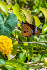Male plain tiger butterfly feeding on white flowers, Egypt © ElNahas OÜ