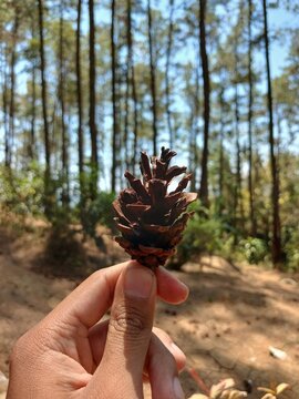 Close up of a hand holding a dry brown pinecone with a blurred pine forest background