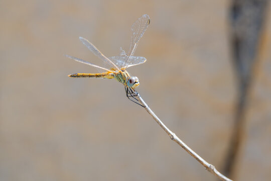Red-veined darter dragonfly perched on a bare twig, Egypt