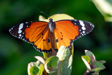 Fototapeta premium Plain tiger butterfly basking with wings spread
