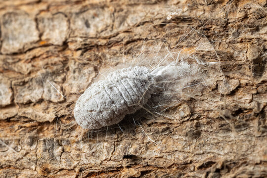Mealybug scale insect on tree bark, close-up