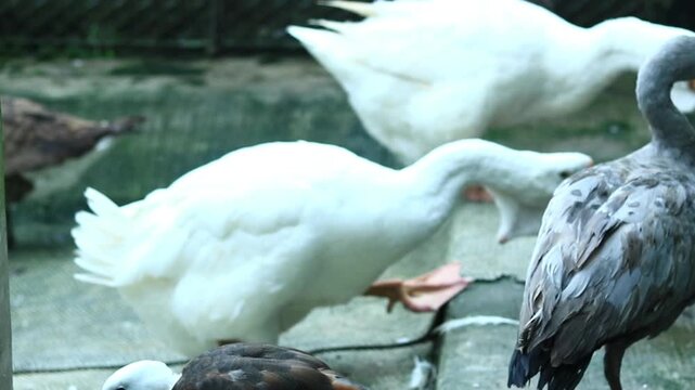 Funny Ducks Doing Crazy Things
