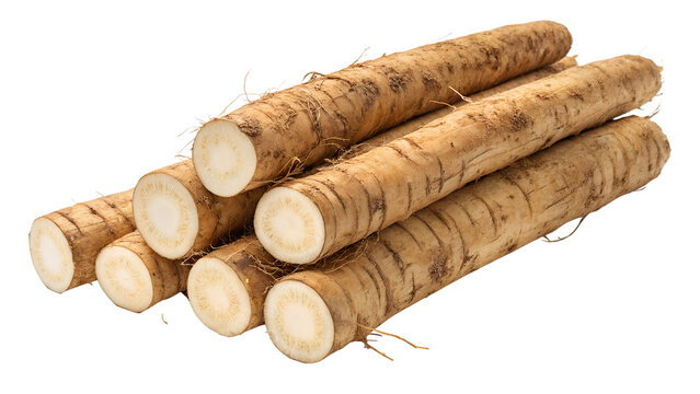 Fresh Raw Burdock Roots Stack Isolated on White Background   