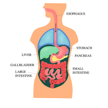 Digestion
