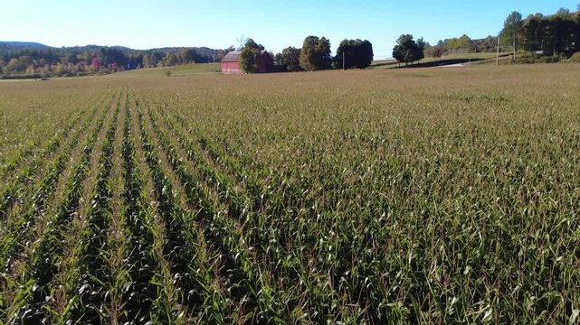 Fly-over aerial drone video of a Vermont corn field. Rows and rows of corn in Autumn in the Northeast America