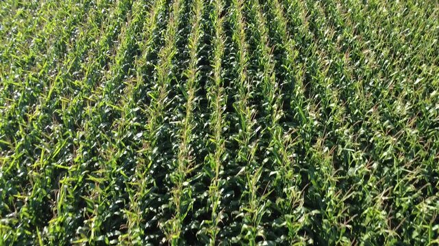 Fly-over aerial drone video of a Vermont corn field. Rows and rows of corn in Autumn in the Northeast America