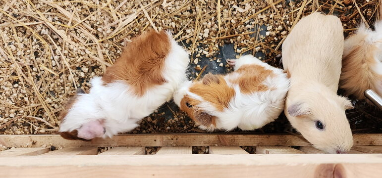 A small, smooth-haired guinea pig&mdash;featuring a mix of white, brown, and cream colors&mdash;stands gripping the wooden edge of a cage lined with dried grass. It is a small rodent. Short-Haired, Abyssinian

