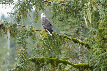 Obraz premium Bird perched among leafy branches