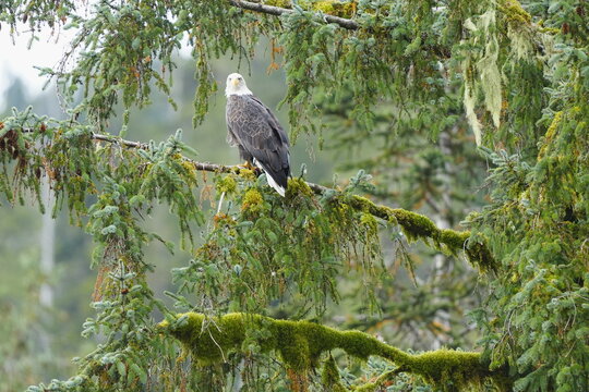 Bird perched among leafy branches