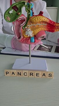 Model showing detailed anatomy of the pancreas with labeled parts for educational purposes