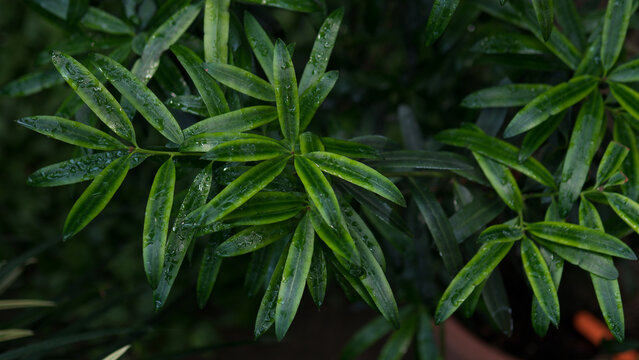 Fresh Green Oleander Foliage With Water Droplets