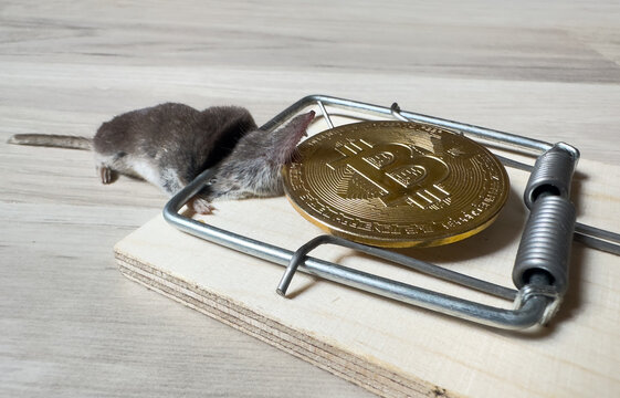 Mous in mousetrap with golden bitcoin coin as bait. Rat in mousetrap with crypto coin. Catching rats, mice, rodents in house. Hunting for mouse in apartment. Stealing money