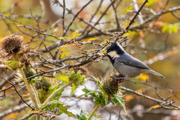 A beautiful Rufous-vented tit (Periparus rubidiventris) perched on a branch, a close-up view at Sandakphu, West Bengal, India © Shubhrojyoti