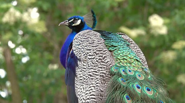 View of a peacock with vibrant blue neck and patterned feathers standing in a lush green garden in Tuscany, Italy.