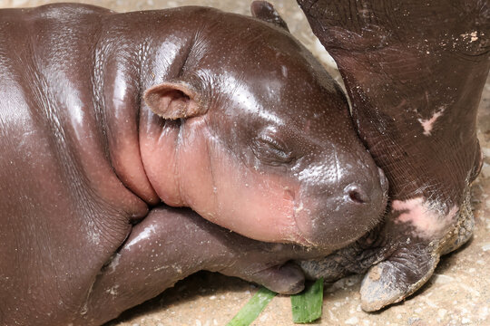 Adorable 1.5 month old baby pygmy hippo taking a nap  on mother's foot with detailed close up skin texture